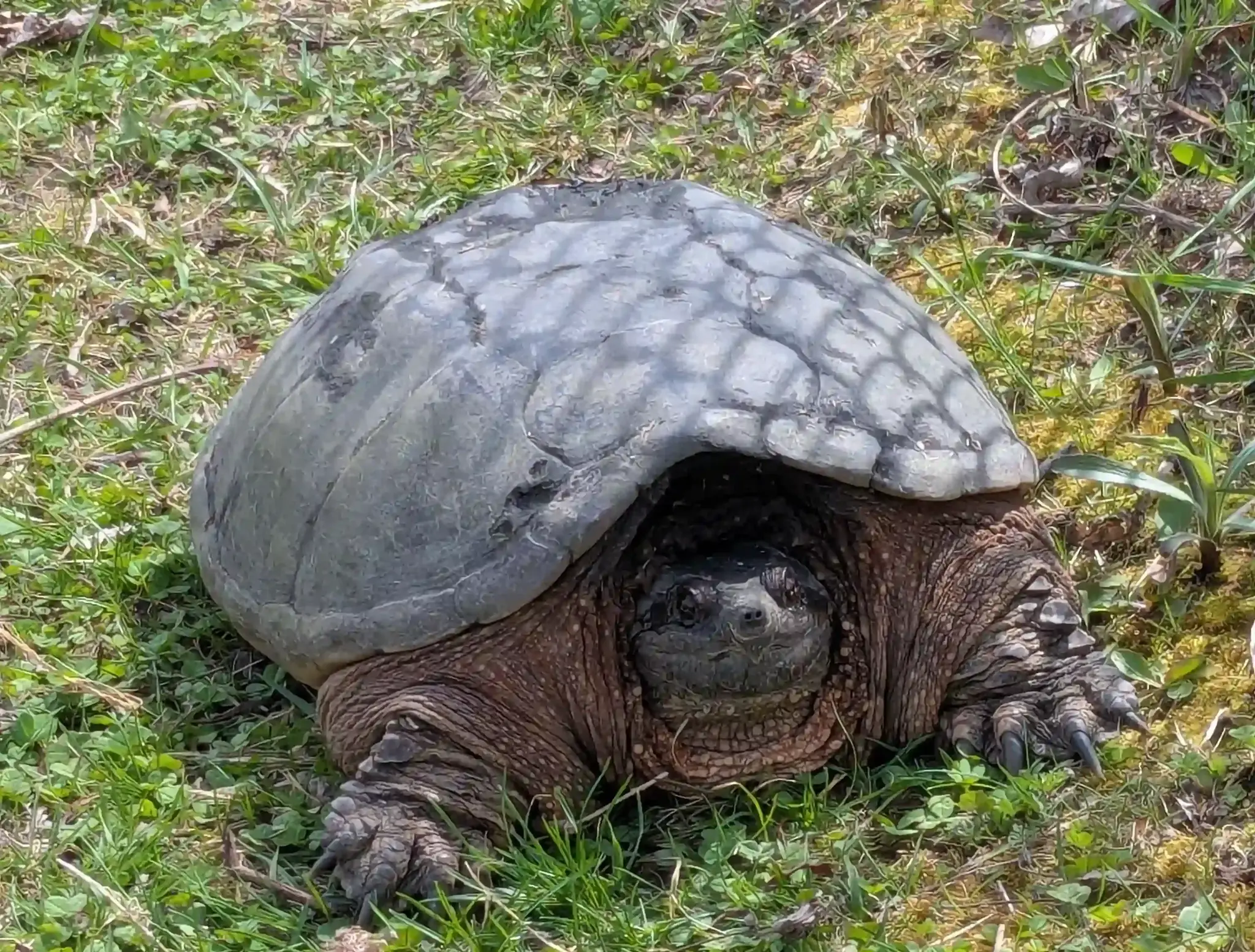 Turtle