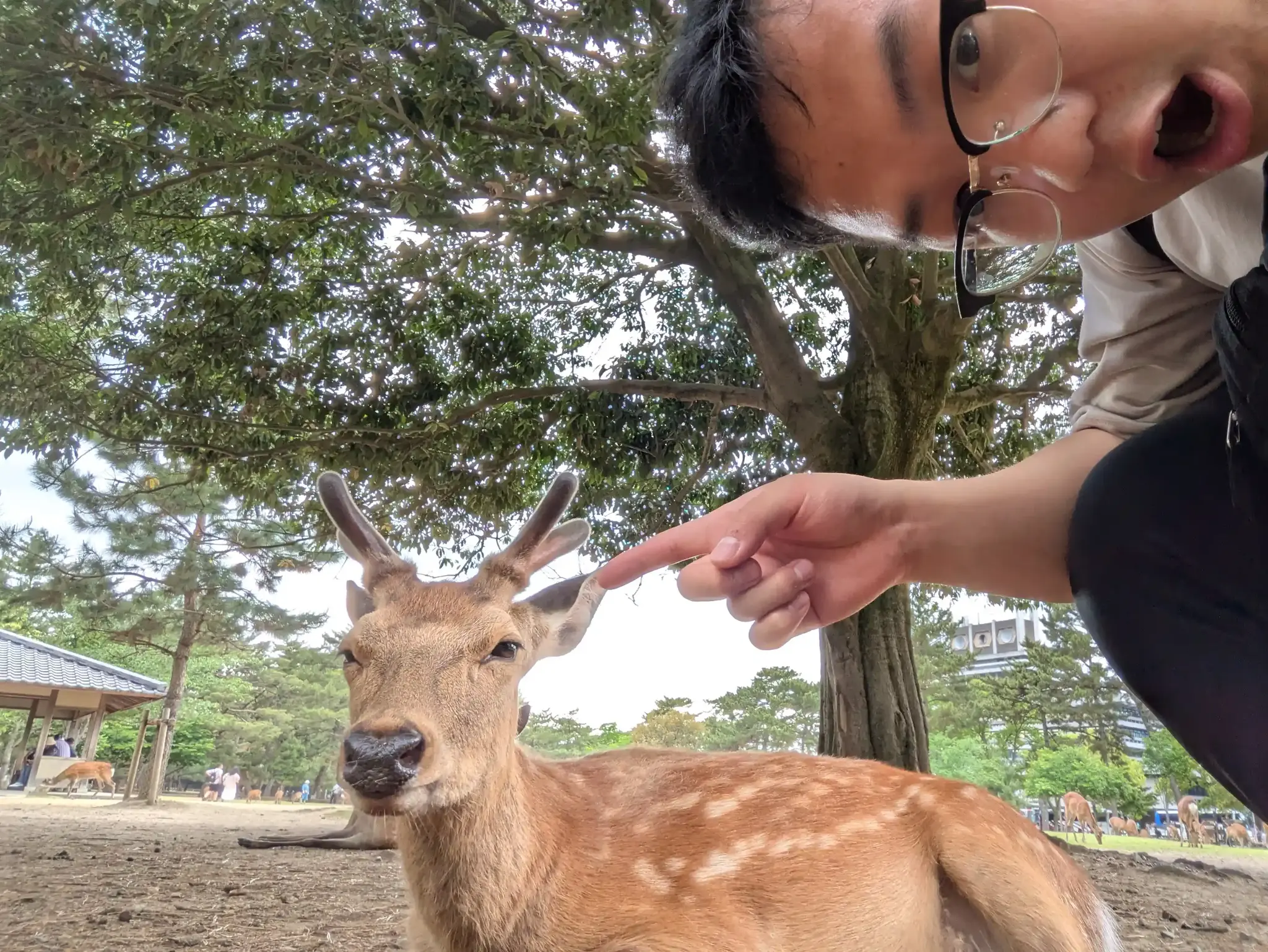 Deer