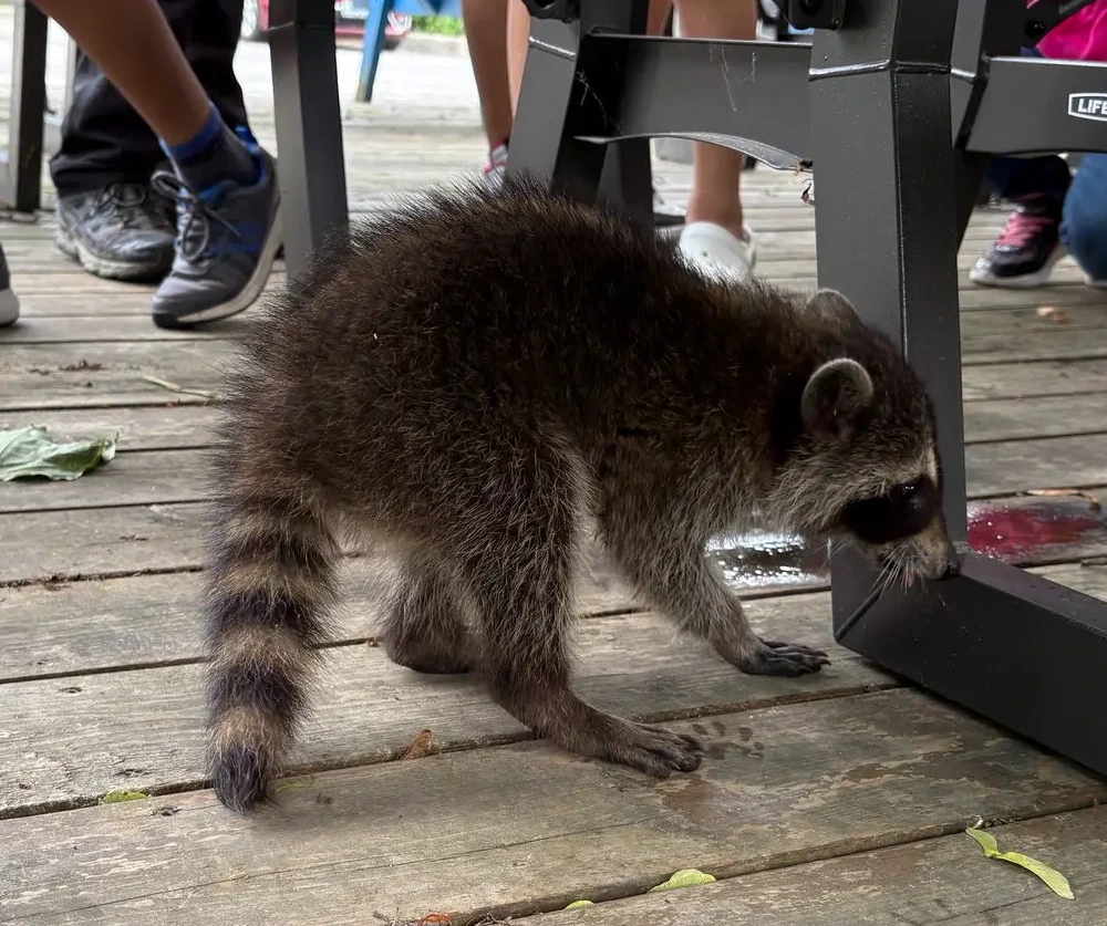 Trash Panda