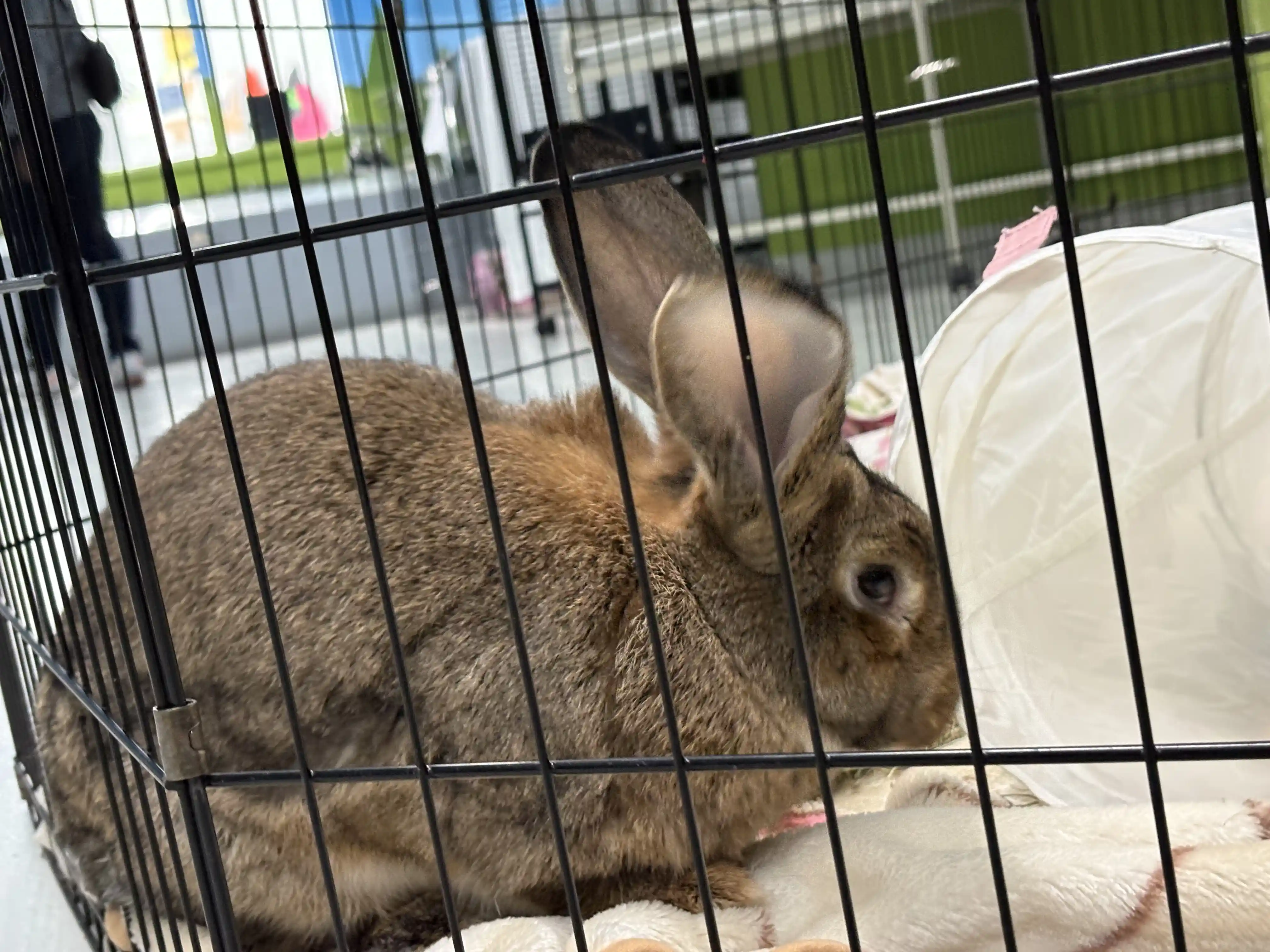 Big Chungus