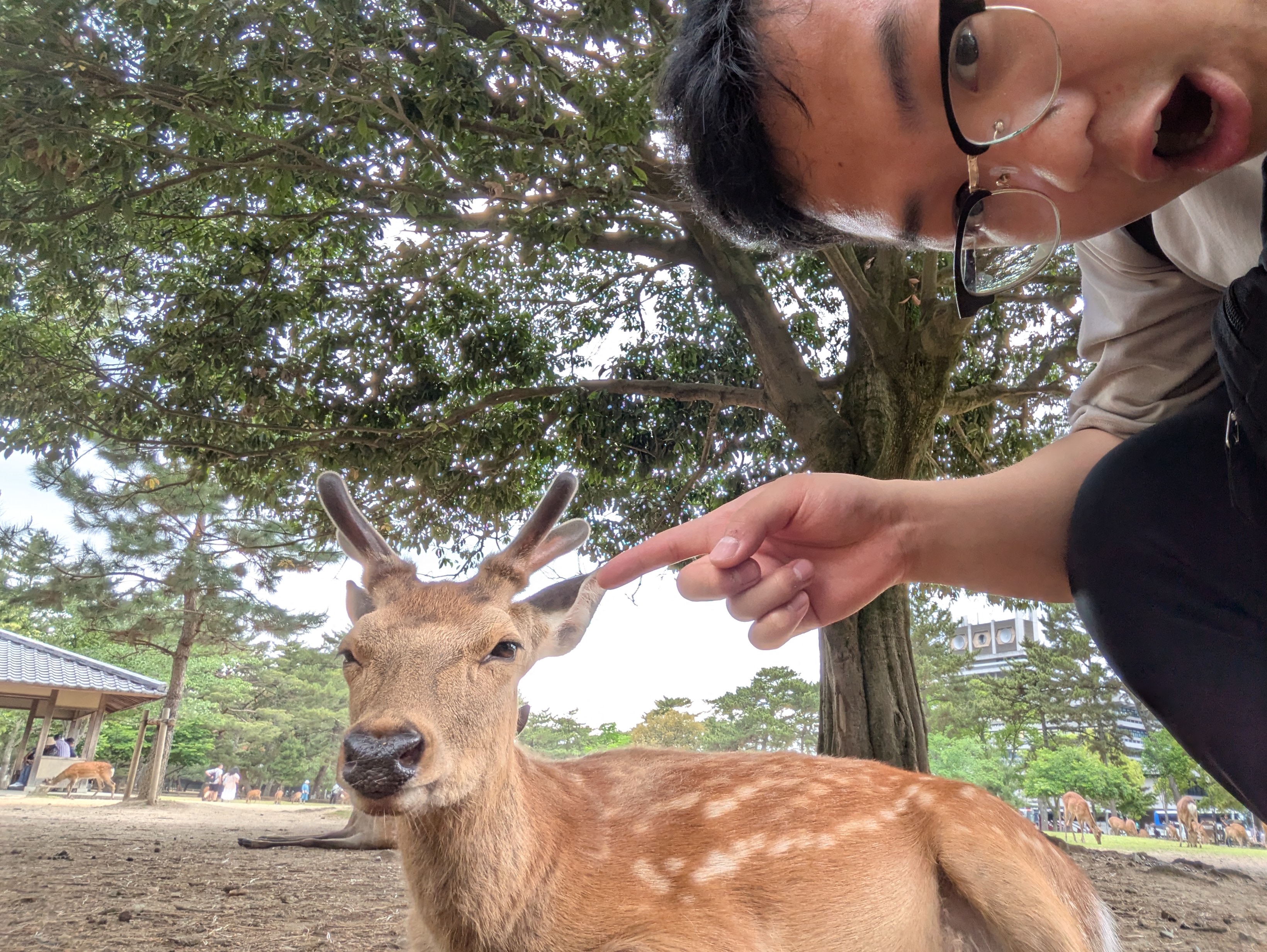 Oh Deer